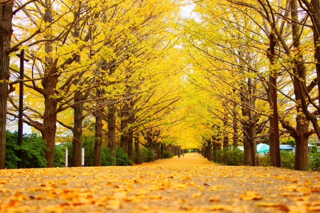 11月のお知らせ