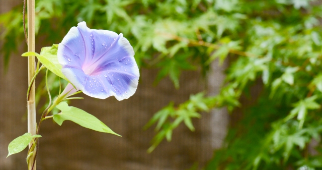 【重要】8月のお知らせ