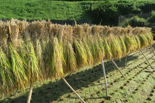 10月のお知らせ（Oct.2023）