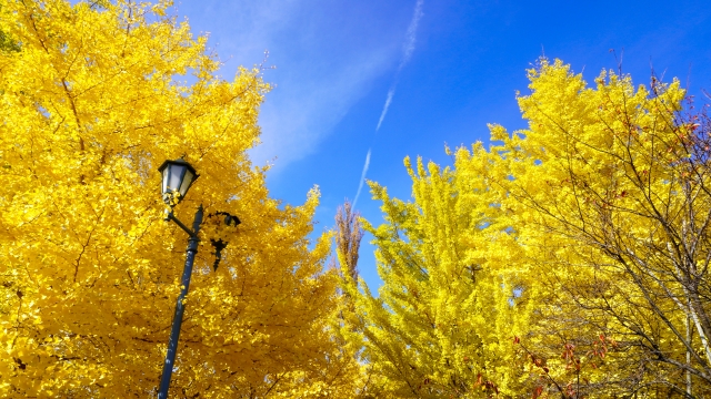 10月のお知らせ(Oct,2024)