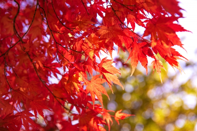 11月のお知らせ(Nov,2024)