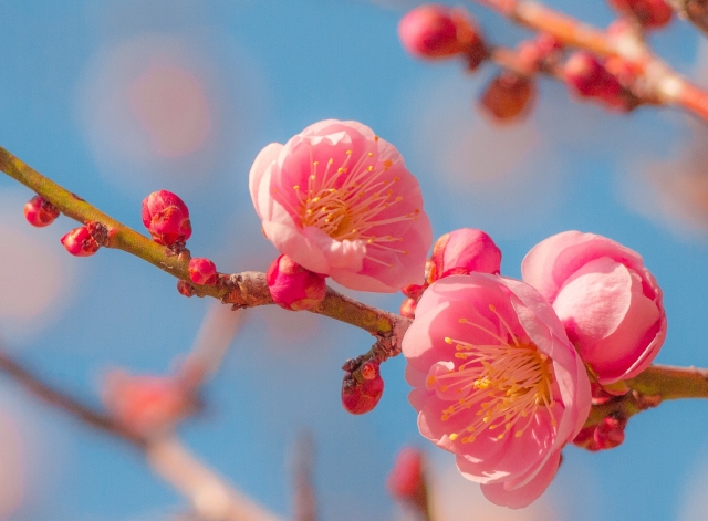 2月のお知らせ(Feb,2025)