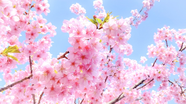 3月のお知らせ（Mar,2025）