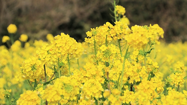 4月のお知らせ（Apr,2025）