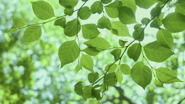 5月のお知らせ(May,2025)